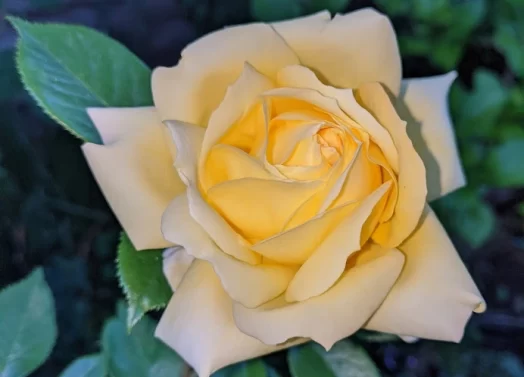 yellow rose